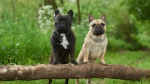 French Bulldog Dog photo