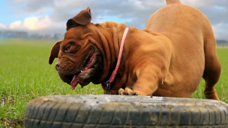 French Mastiff Dog photo