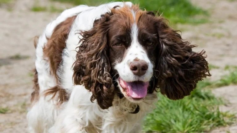 French Spaniel Dog photo