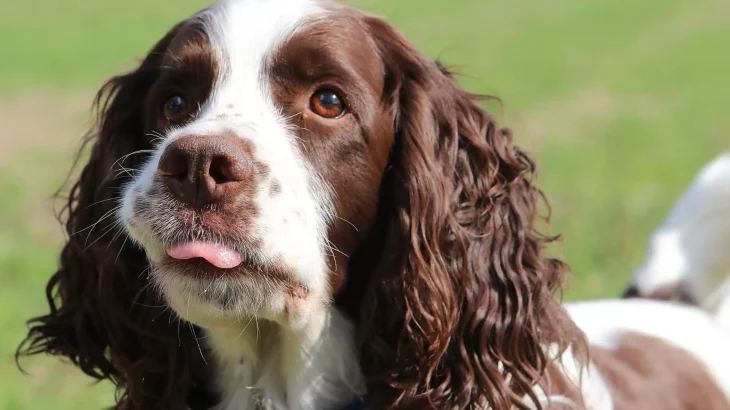 French Spaniel Dog photo
