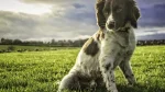 French Spaniel Dog photo