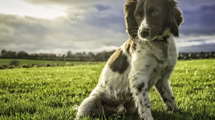 French Spaniel Dog photo