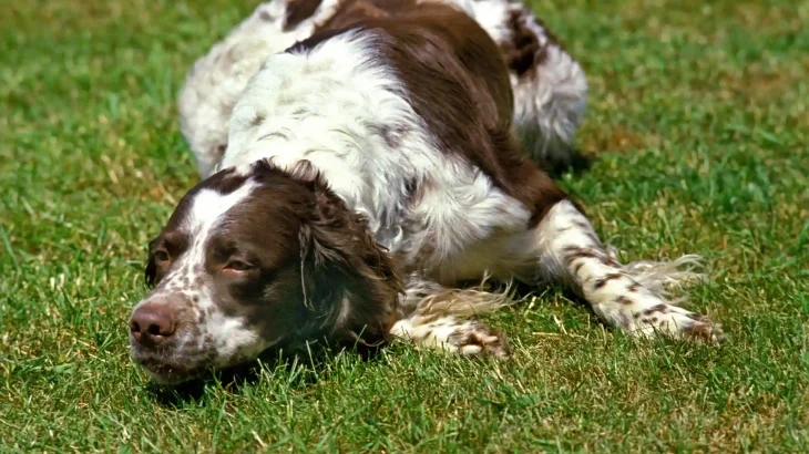French Spaniel Dog photo