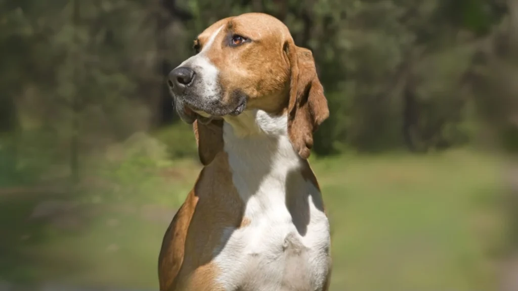 French Tricolor Hound Dog photo
