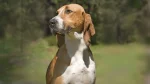 French Tricolor Hound Dog photo