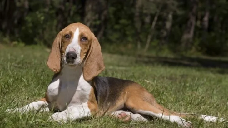 French Tricolor Hound Dog photo