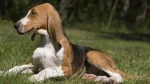 French Tricolor Hound Dog photo
