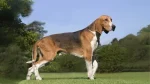 French Tricolor Hound Dog photo
