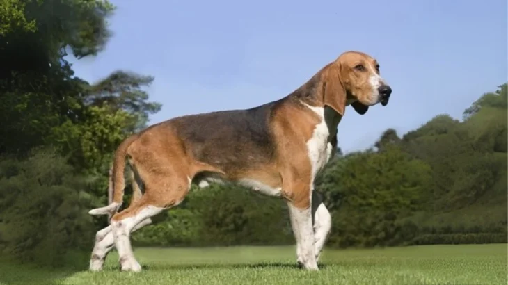 French Tricolor Hound Dog photo