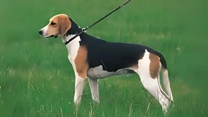 French Tricolor Hound Dog photo