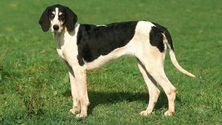 French White and Black Hound Dog photo