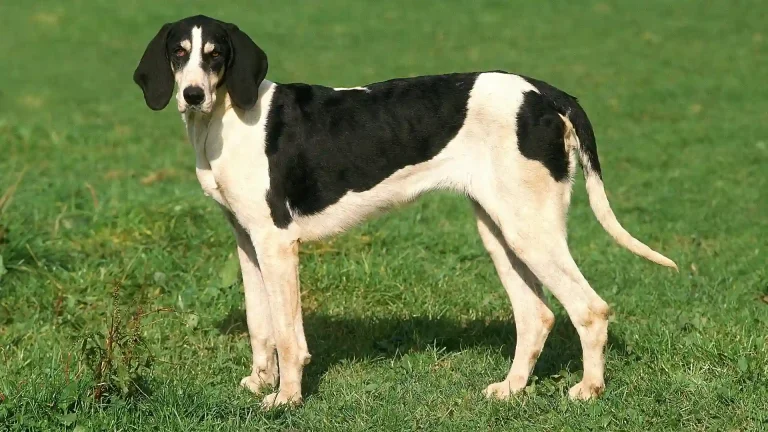 French White and Black Hound Dog photo