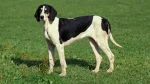 French White and Black Hound Dog photo