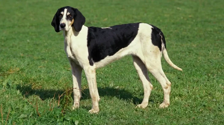 French White and Black Hound Dog photo