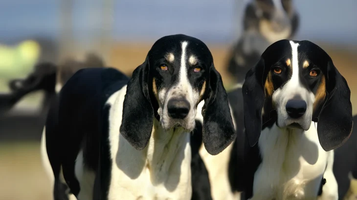 French White and Black Hound Dog photo