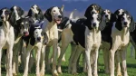 French White and Black Hound Dog photo