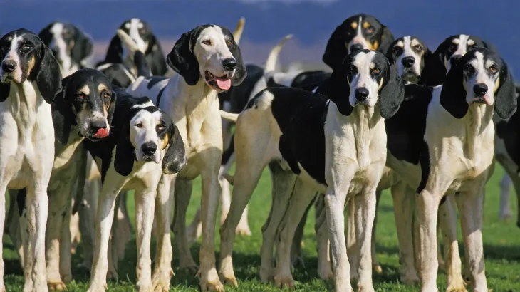 French White and Black Hound Dog photo