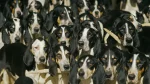 French White and Black Hound Dog photo