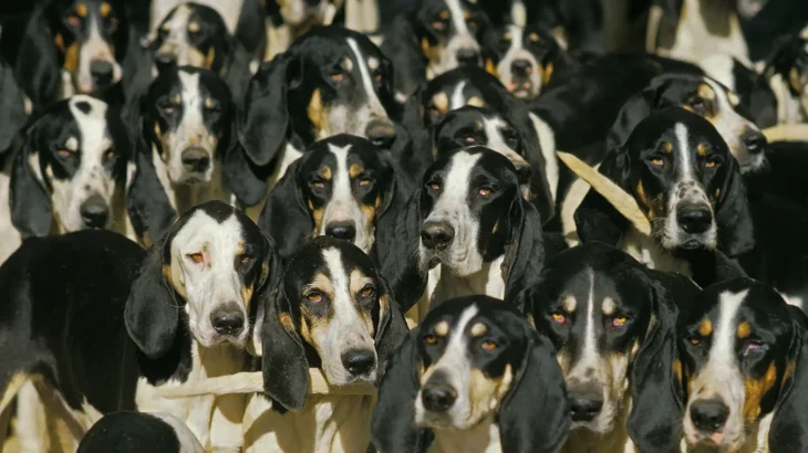 French White and Black Hound Dog photo