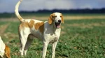 French White and Orange Hound Dog photo