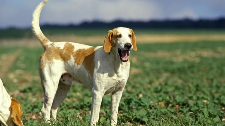 French White and Orange Hound Dog photo