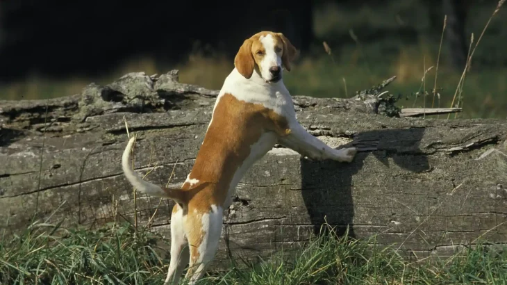 French White and Orange Hound Dog photo