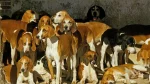 French White and Orange Hound Dog photo