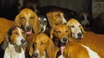 French White and Orange Hound Dog photo