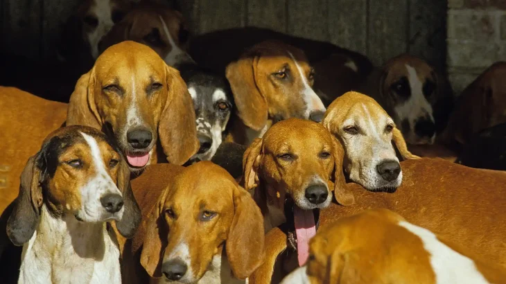 French White and Orange Hound Dog photo