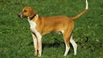 French White and Orange Hound Dog photo
