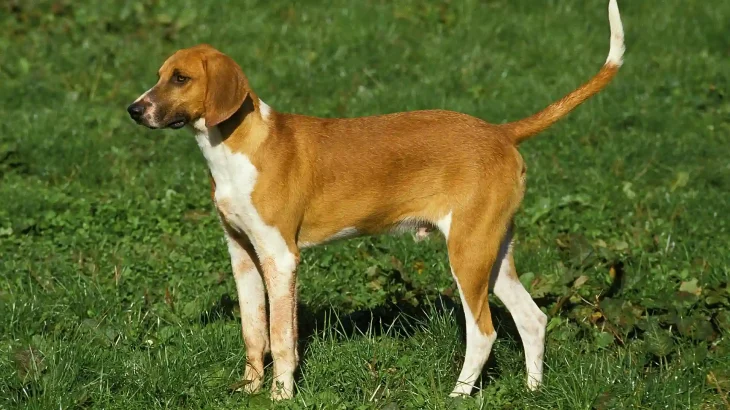 French White and Orange Hound Dog photo