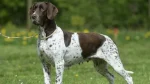 Gammel Dansk Hoensehund Dog photo