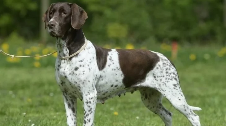 Gammel Dansk Hoensehund Dog photo