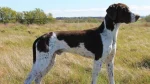 Gammel Dansk Hoensehund Dog photo