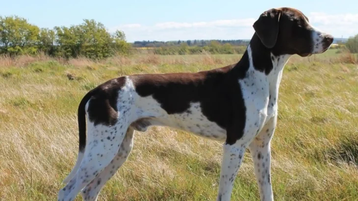 Gammel Dansk Hoensehund Dog photo