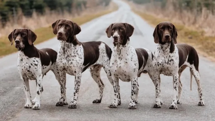 Gammel Dansk Hoensehund Dog photo
