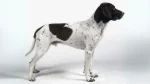 Gammel Dansk Hoensehund Dog photo