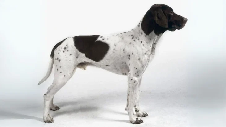 Gammel Dansk Hoensehund Dog photo