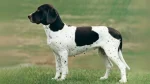 Gammel Dansk Hoensehund Dog photo