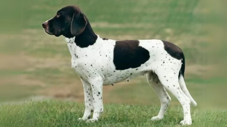 Gammel Dansk Hoensehund Dog photo
