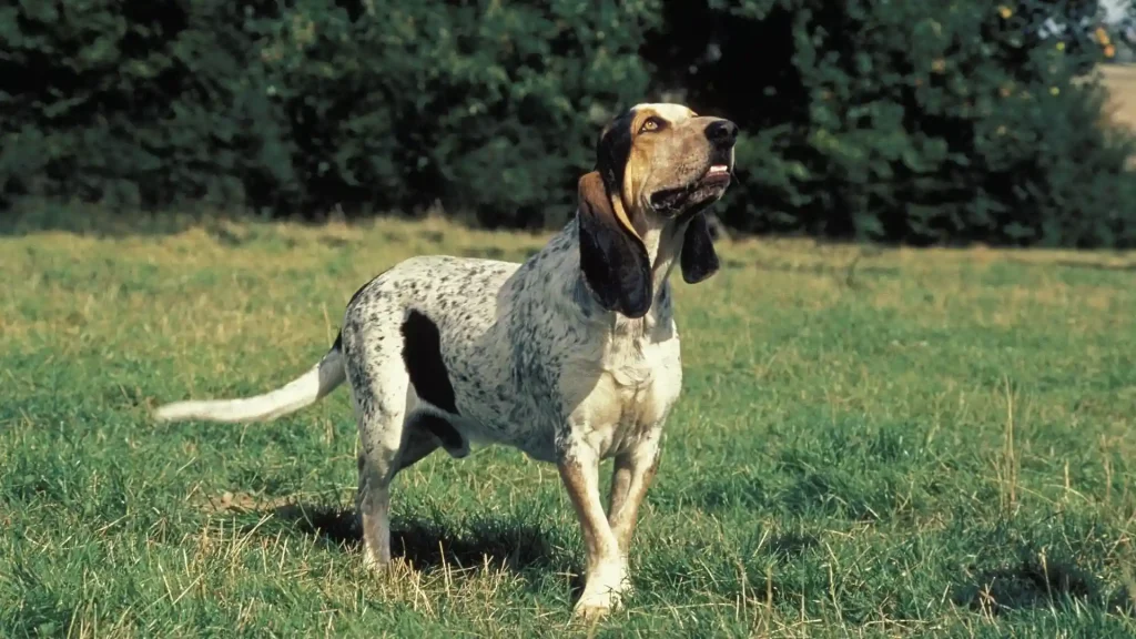 Gascon Saintongeois Dog photo
