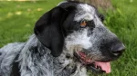 Gascon Saintongeois Dog photo