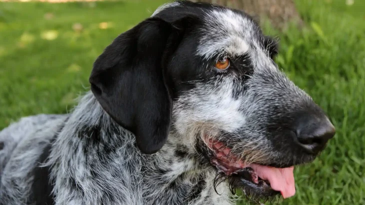 Gascon Saintongeois Dog photo