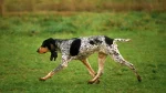 Gascon Saintongeois Dog photo