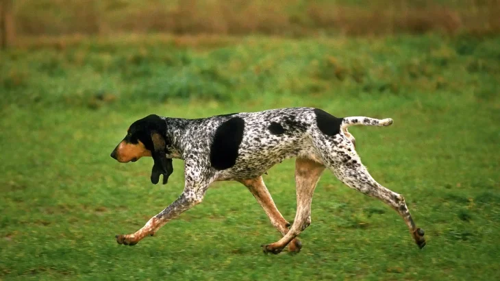 Gascon Saintongeois Dog photo