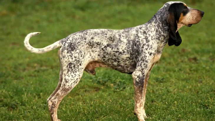 Gascon Saintongeois Dog photo