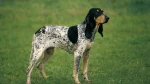 Gascon Saintongeois Dog photo