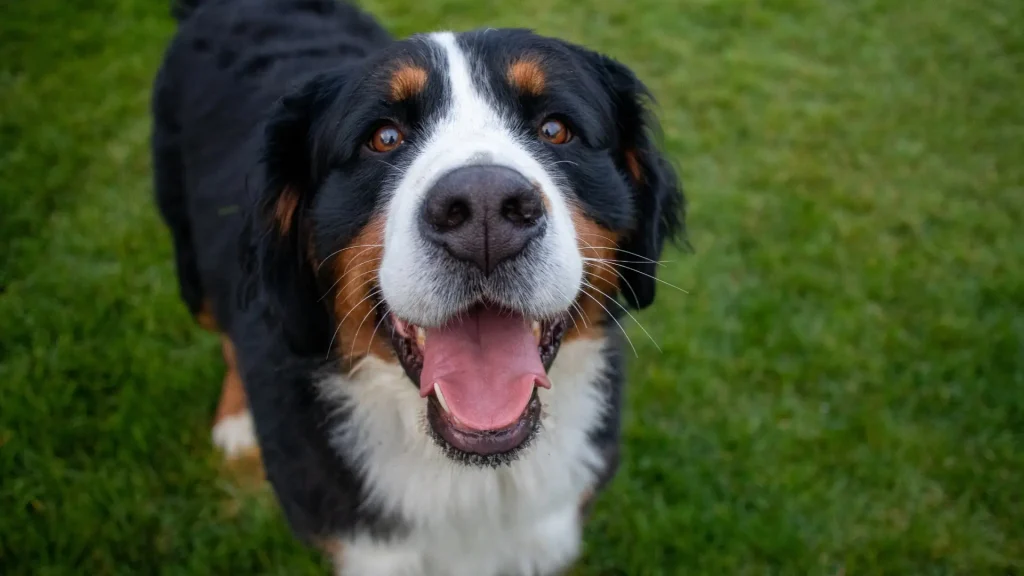 Georgian Mountain Dog Dog photo