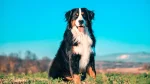 Georgian Mountain Dog Dog photo
