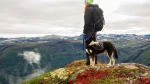 Georgian Mountain Dog Dog photo